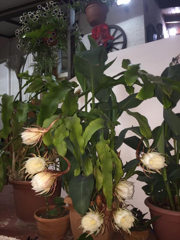 Ferienwohnung Estia Vasilis Manoli Agia Napa Exterior foto